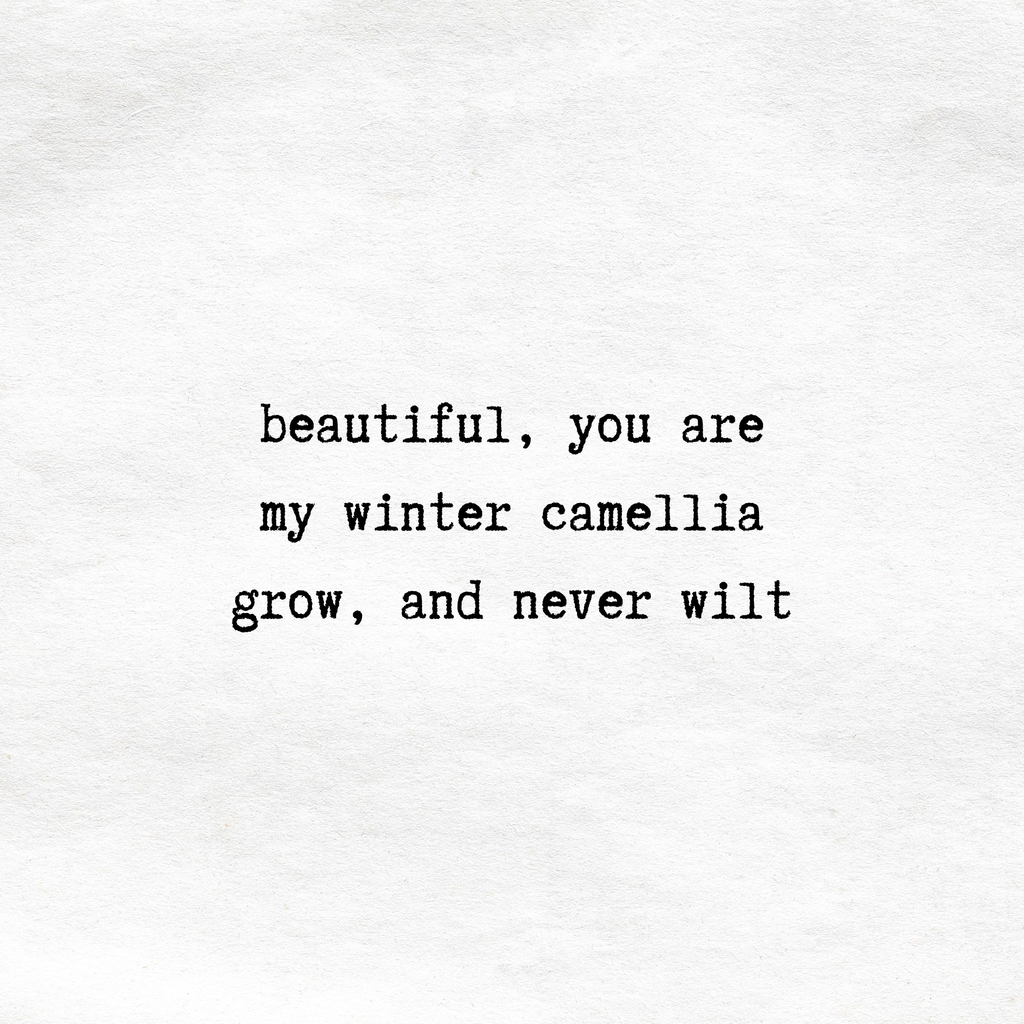 winter camellia