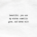 winter camellia