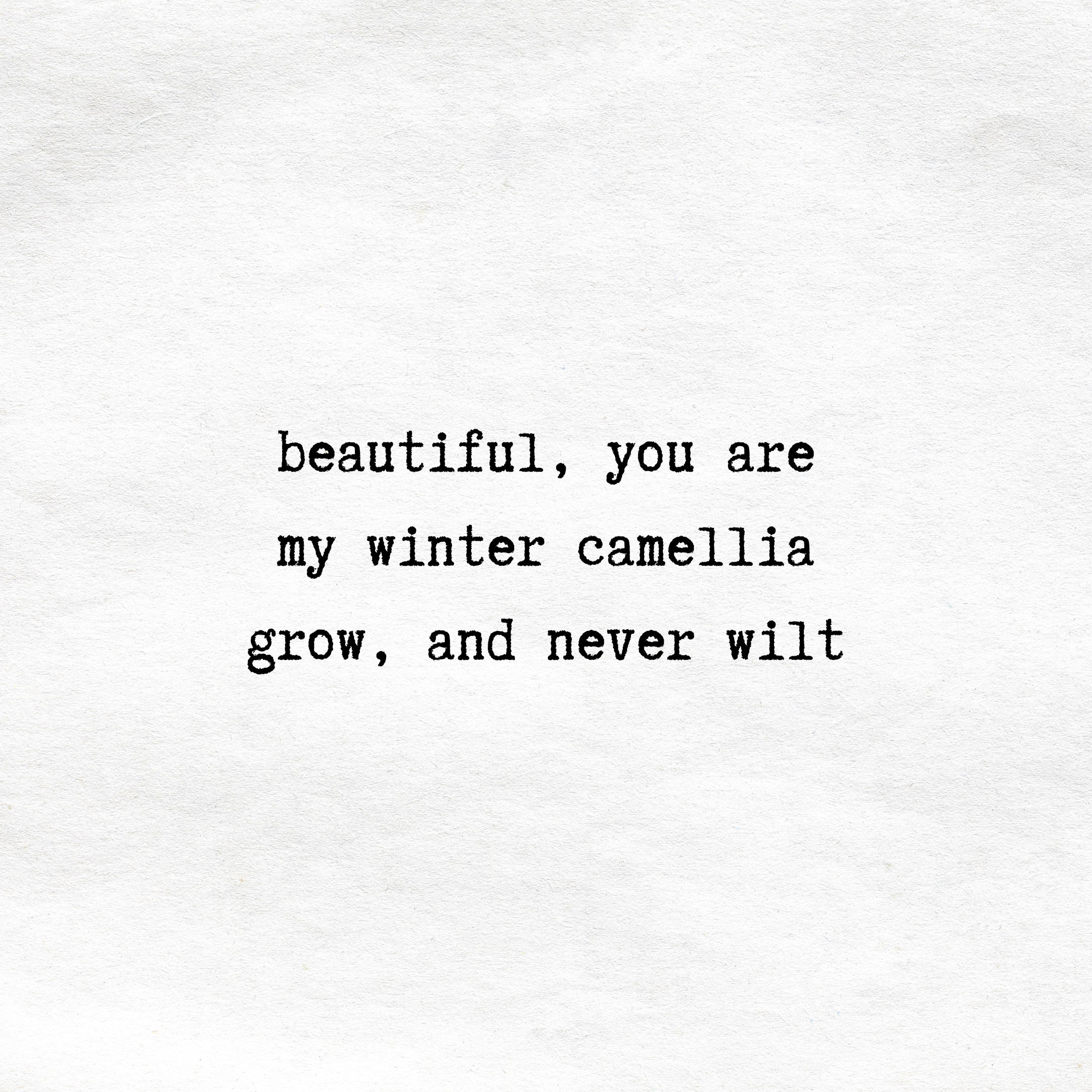 winter camellia