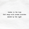 broken branches